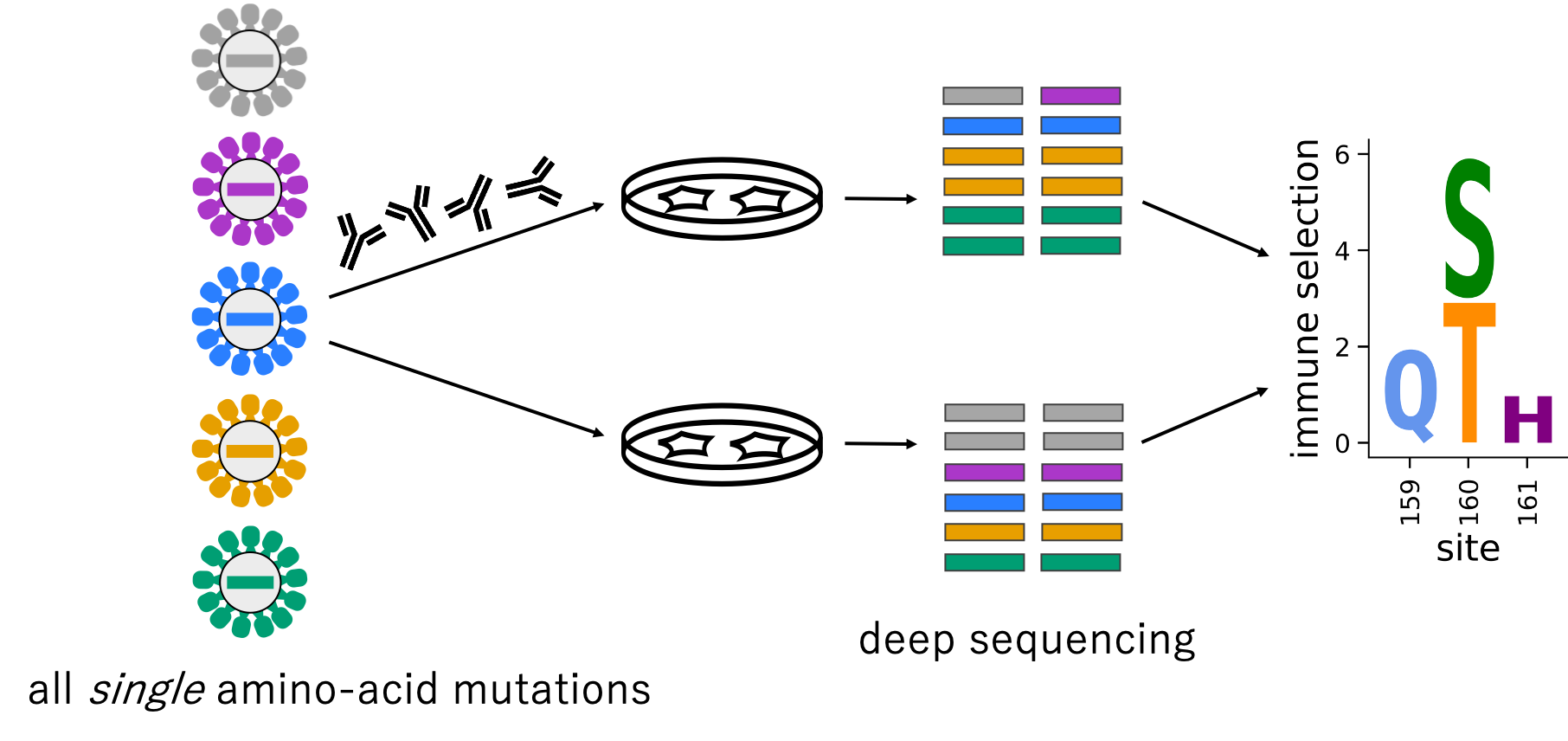 mutational antigenic profiling schematic